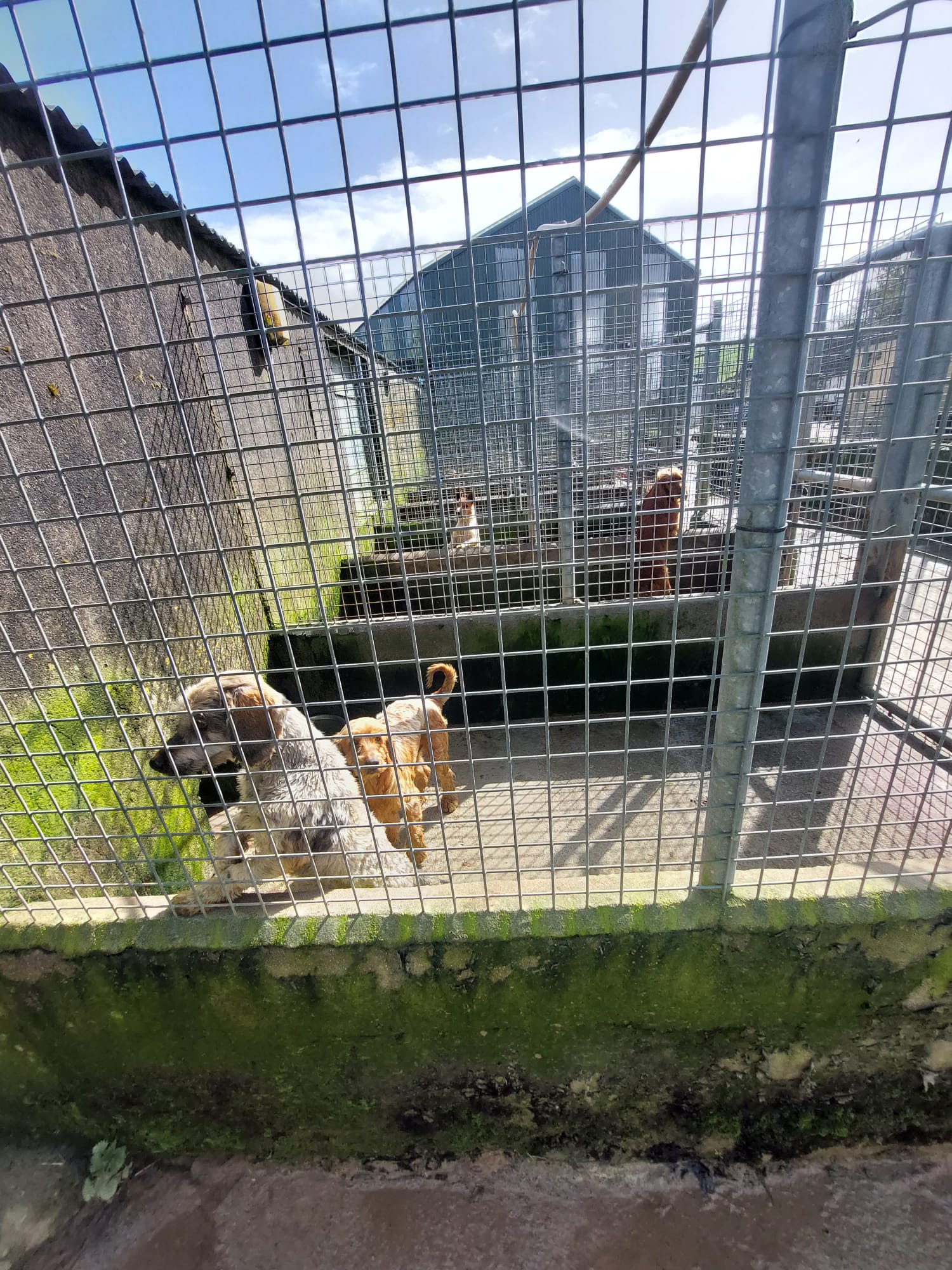 Photos from the case showing the outdoor concrete pens dogs were held in at the Cork property.