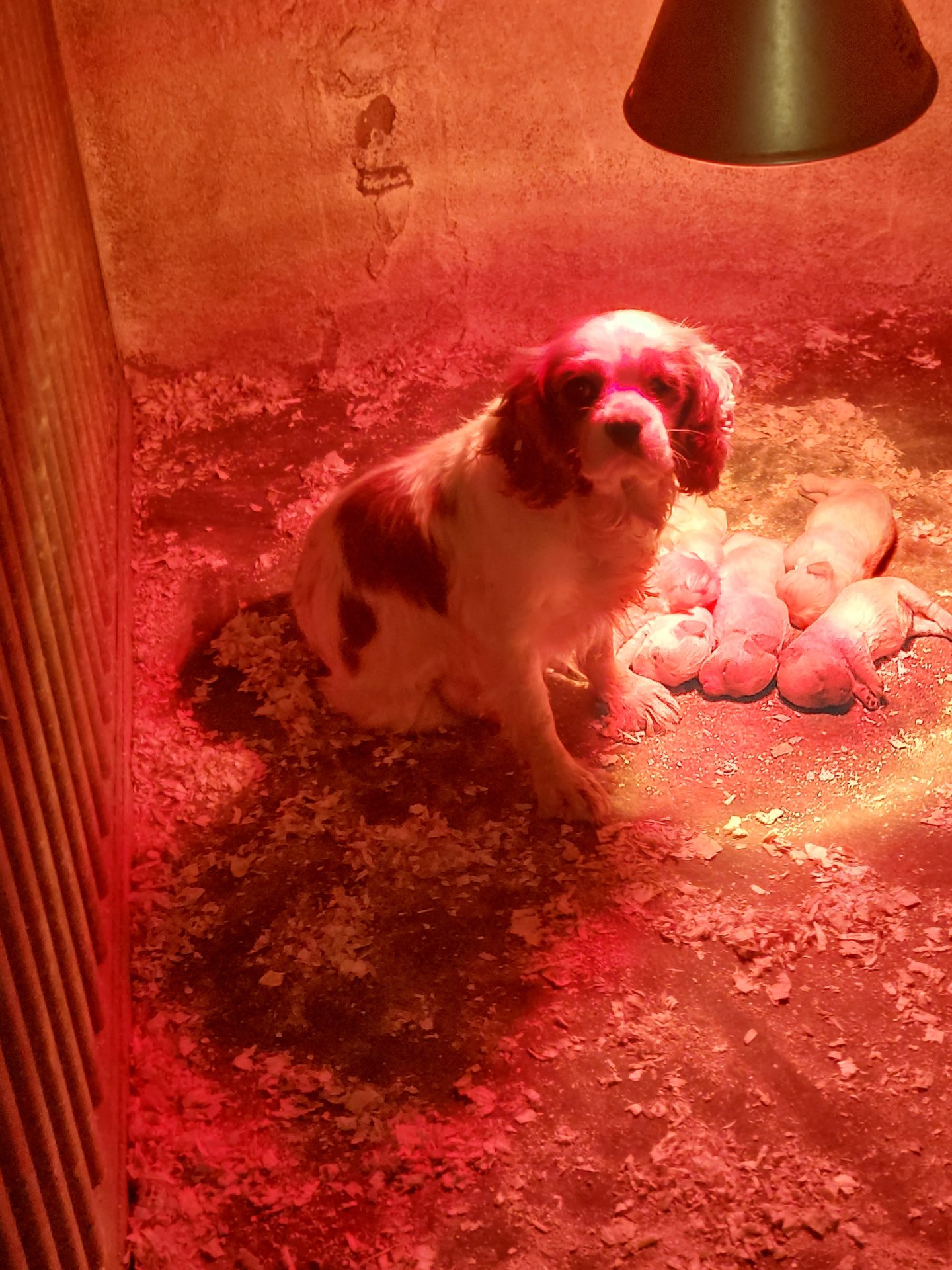 Photos from the case showing a dog and her puppies in a concrete pen under a heat lamp on the Cork property.