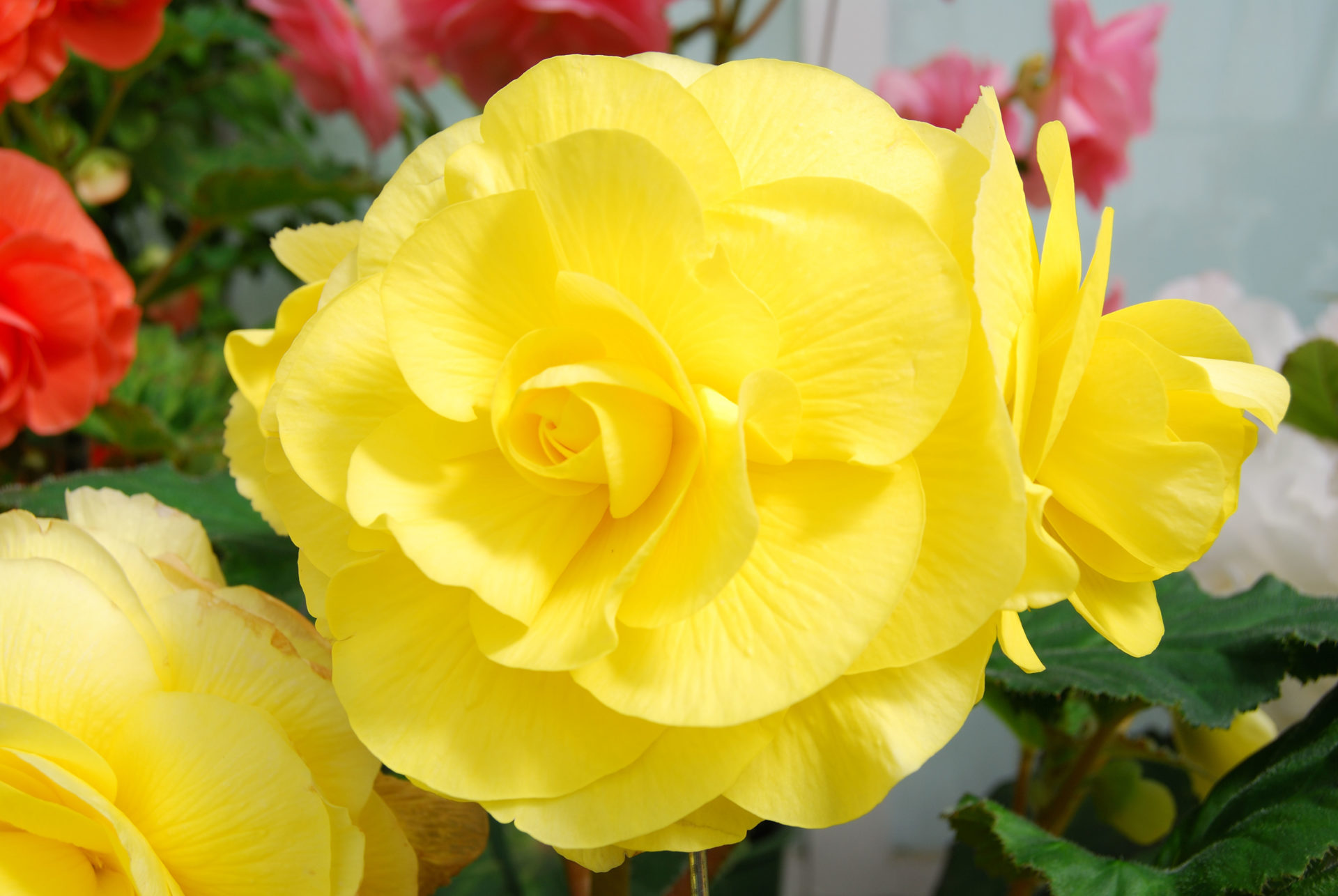 B9D7J7 Yellow begonias in glasshouse, Botanical Gardens, Christchurch, Canterbury, South Island, New Zealand. Image shot 2009. Exact date unknown.