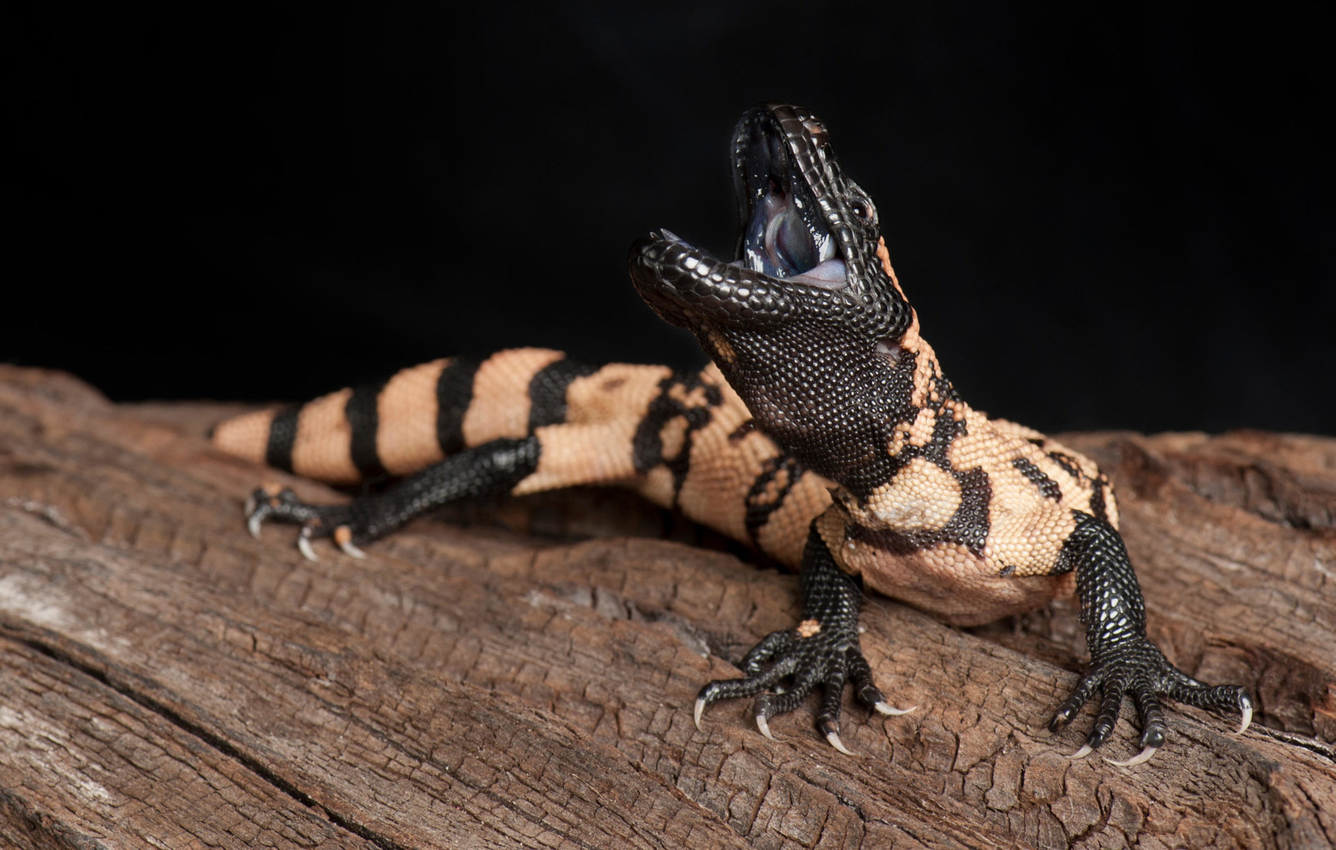 Gila Monster with mouth open.