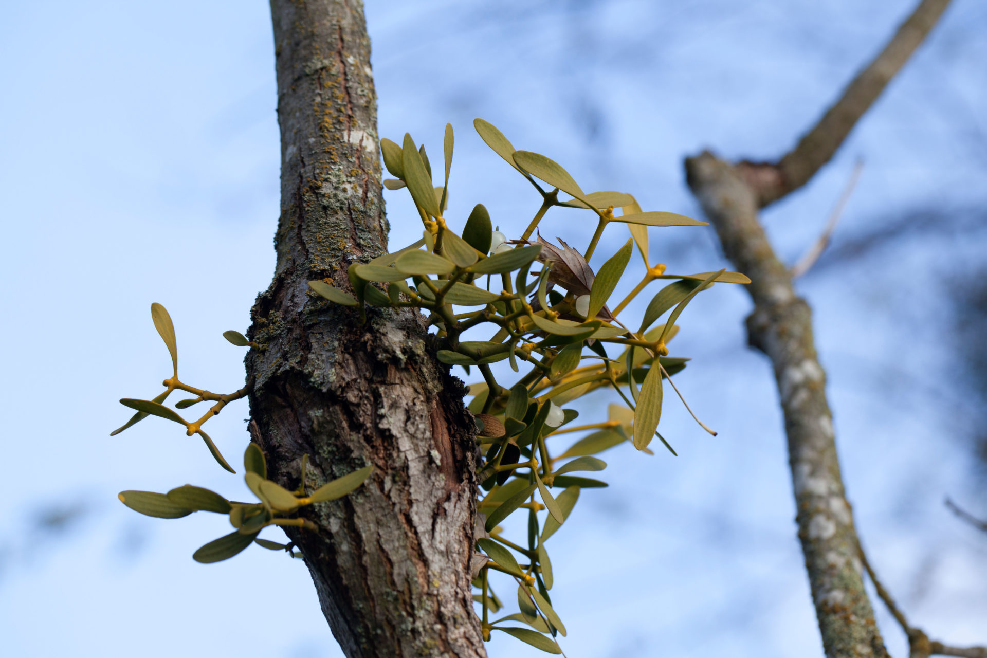 Mistletoe growing from a tree