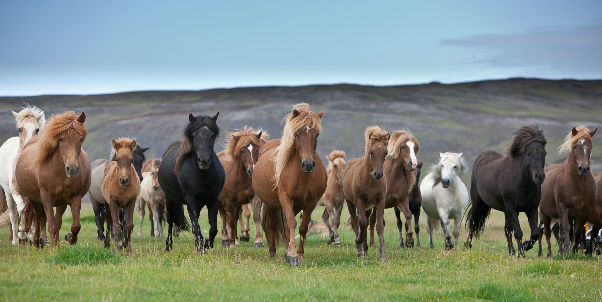 Herd of Icelandic horses on the move, South Coast Iceland