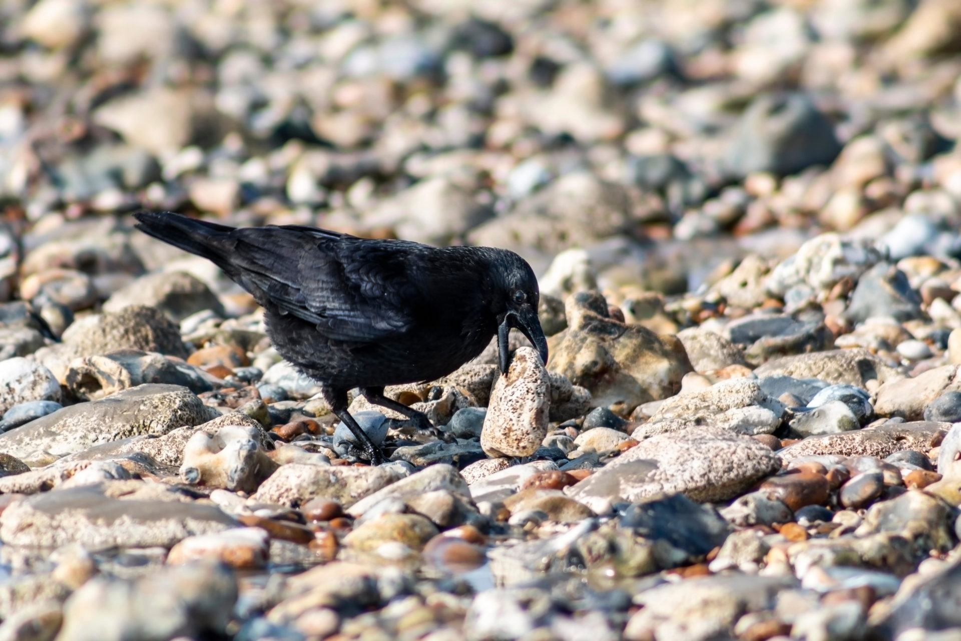 Crow at the beach picking up a large stone in its beak.