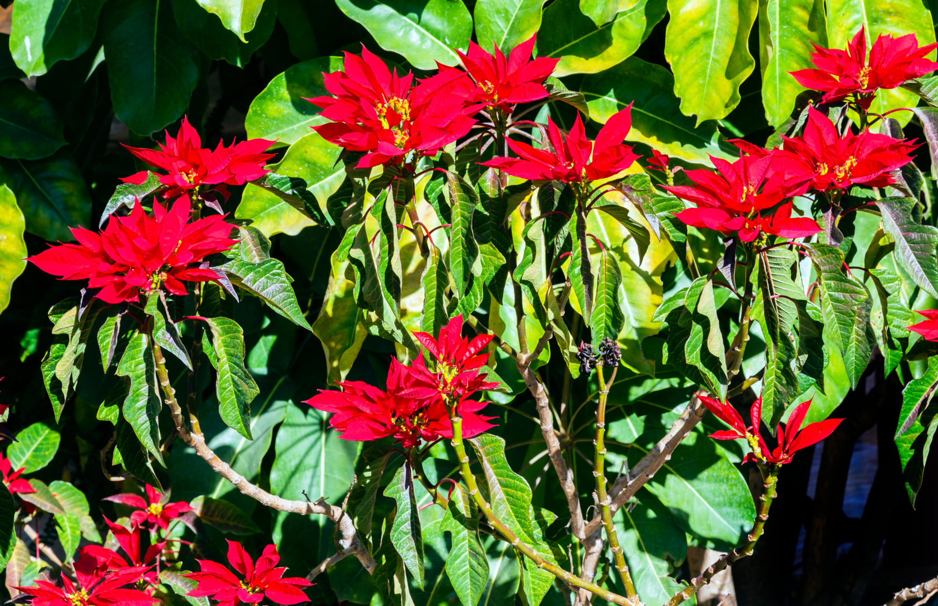 Red Poinsettia Tree Atotonilco Mexico. Poinsettias in their natural setting in Mexico grow like trees. Image: Alamy