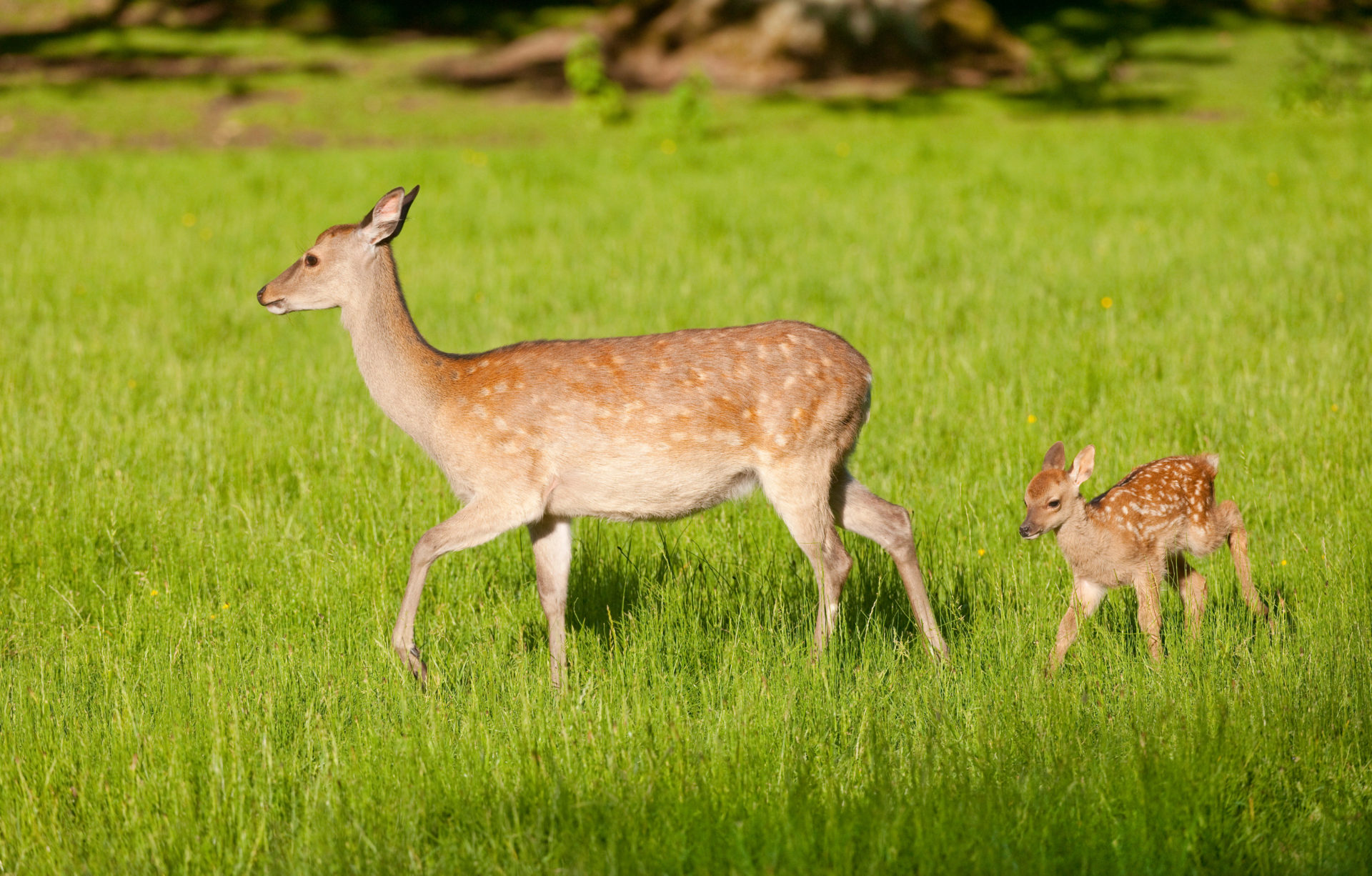 Sika Deer (Cervus nippon), hind with young, captive, Bavaria, Germany