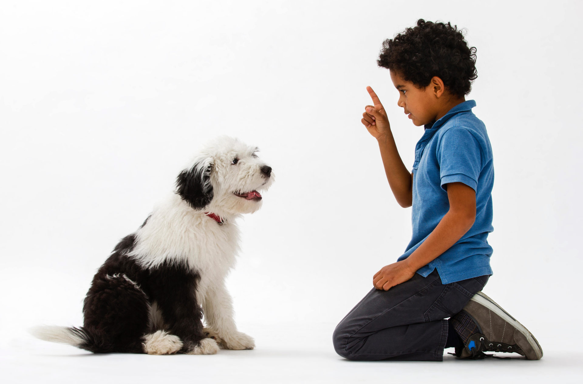 Boy, 8 years, training an Old English Sheepdog puppy, 4 months. 