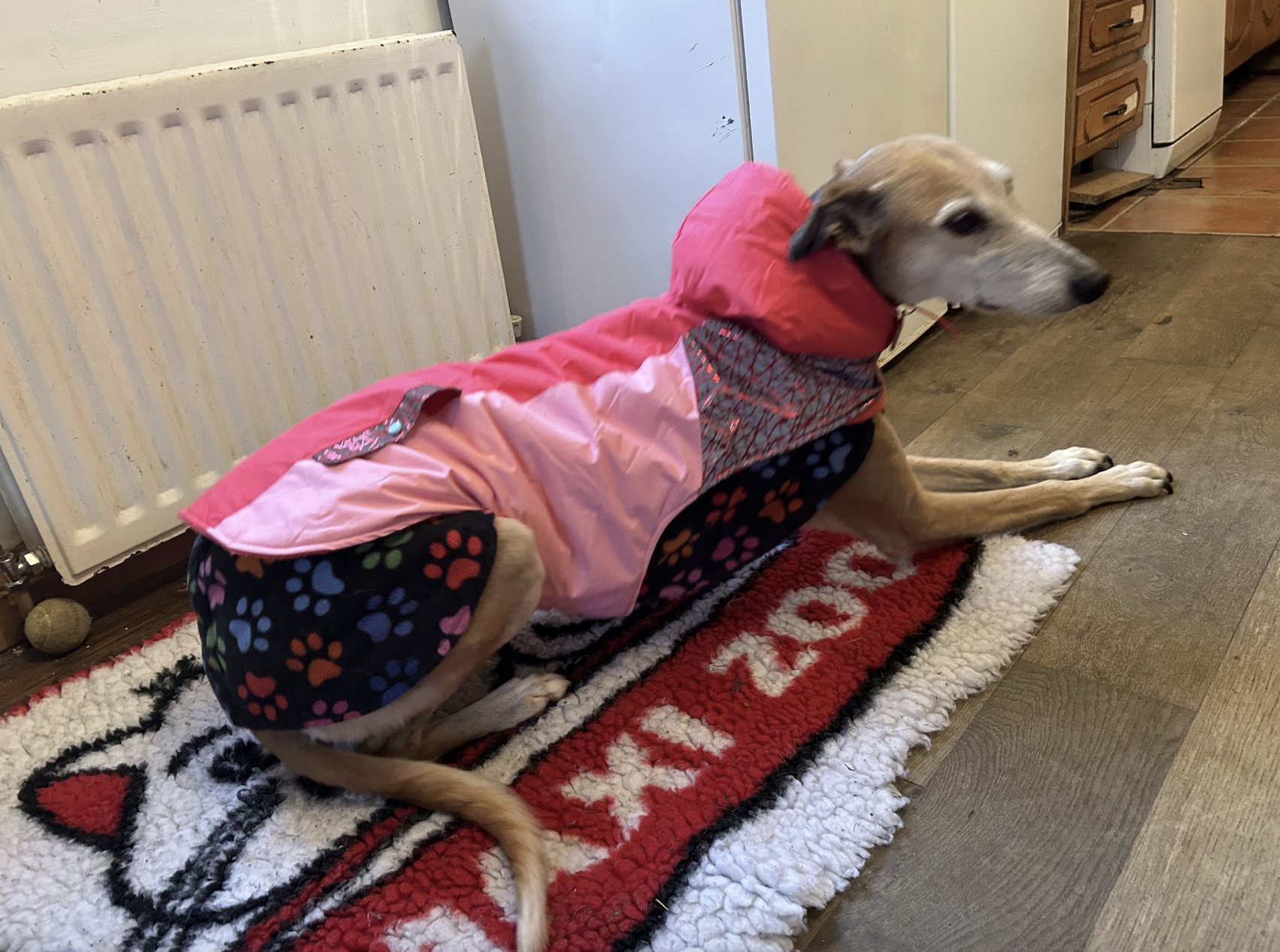 A greyhound wears a coat.