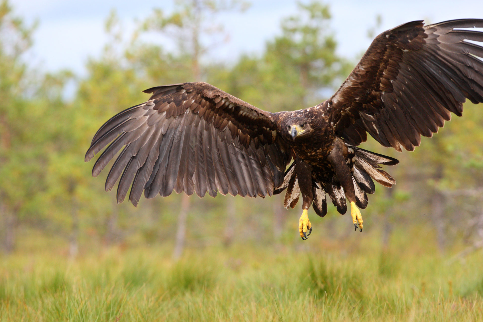 White-tailed eagle