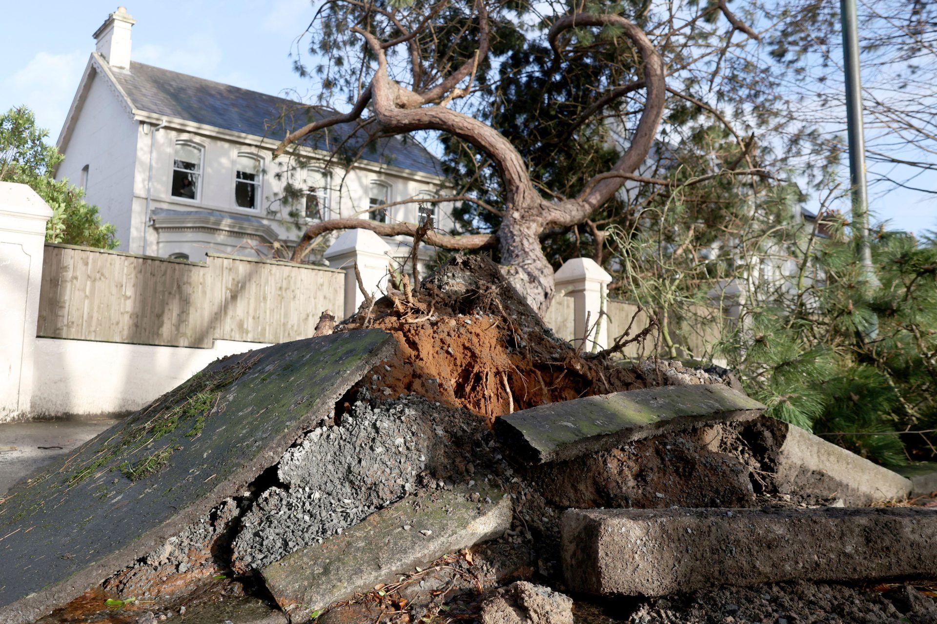 A fallen tree breaks up the pavement during storm Eowyn in Belfast, Northern Ireland, Friday, Jan. 24, 2025. Image: Alamy