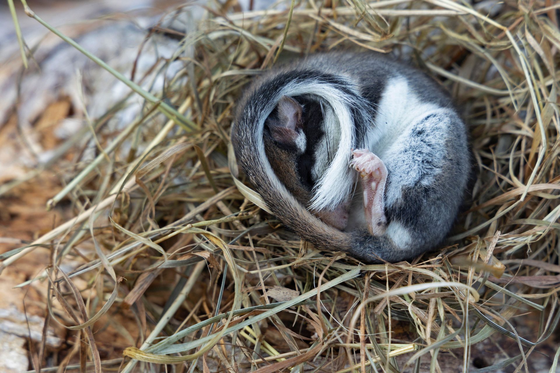 Hibernating Garden Dormouse (Eliomys quercinus), Vaud Alps, Switzerland