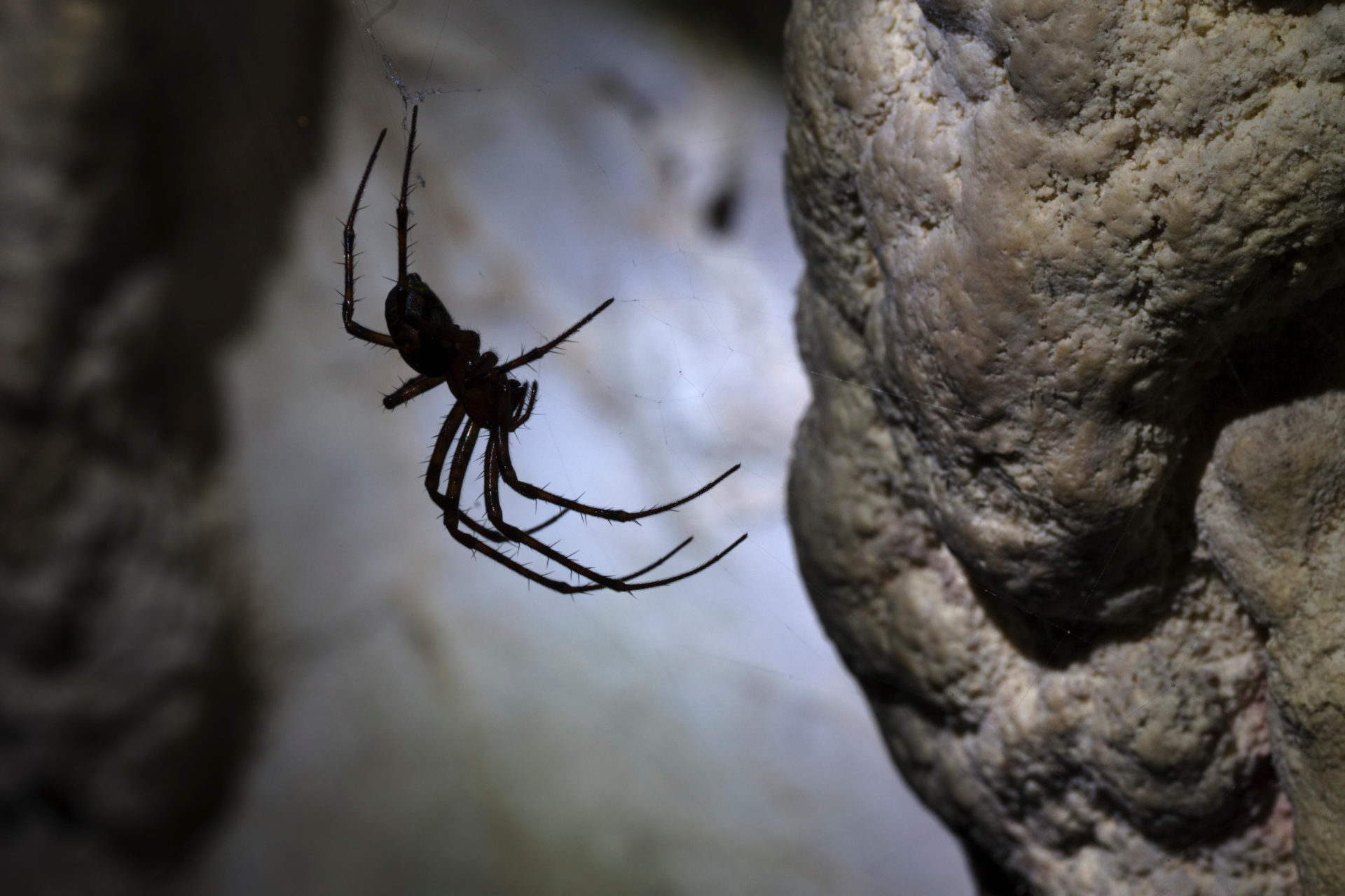 European Cave Spider in limestone cave. Plitvice Lakes National Park, Croatia.