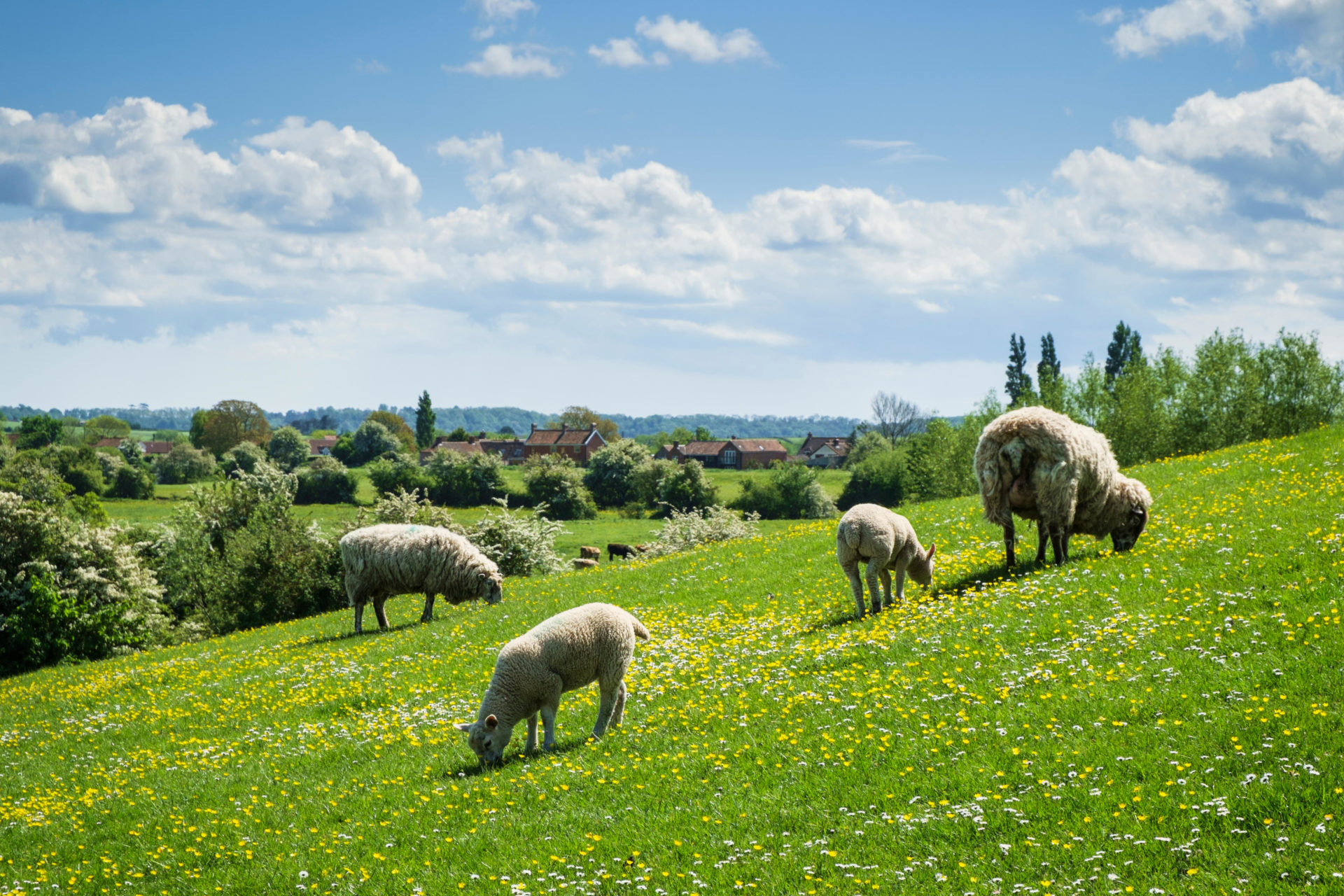 English countryside in spring season with sheep and lambs in a Somerset meadow, England, UK.