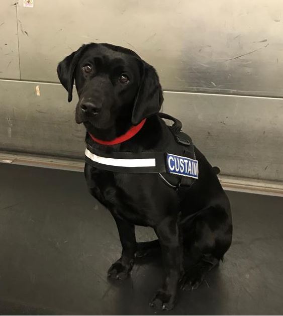 Detecter dog who assisted in the operation. 