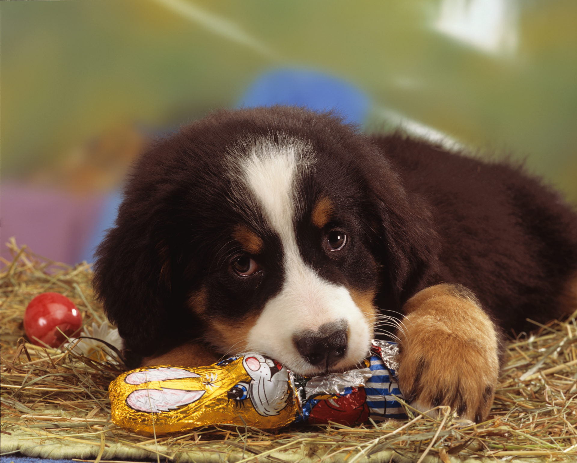 What if your dog enters Easter treats