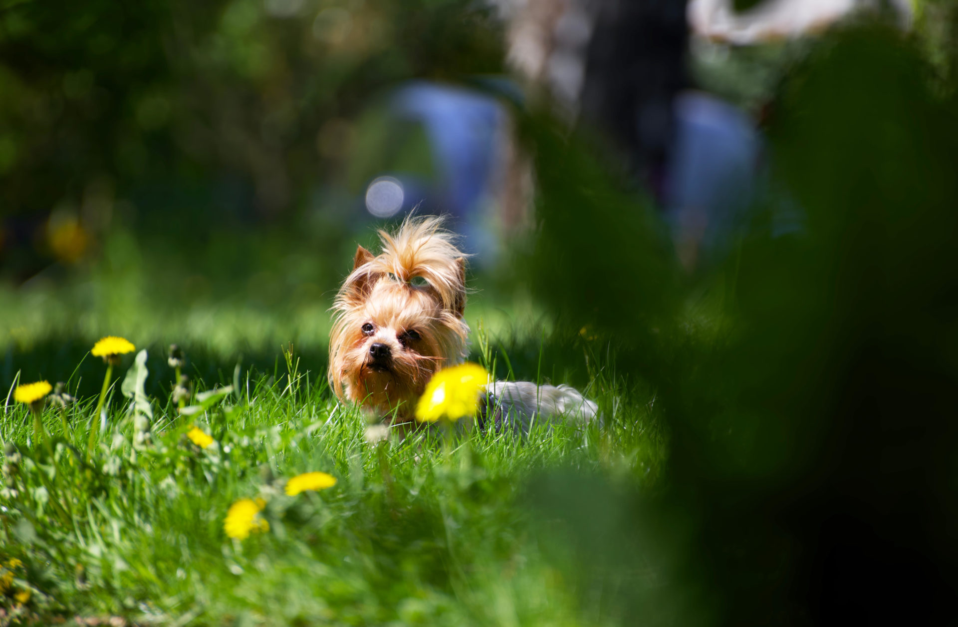 Yorkshire terrier dog in the sun with flowers.