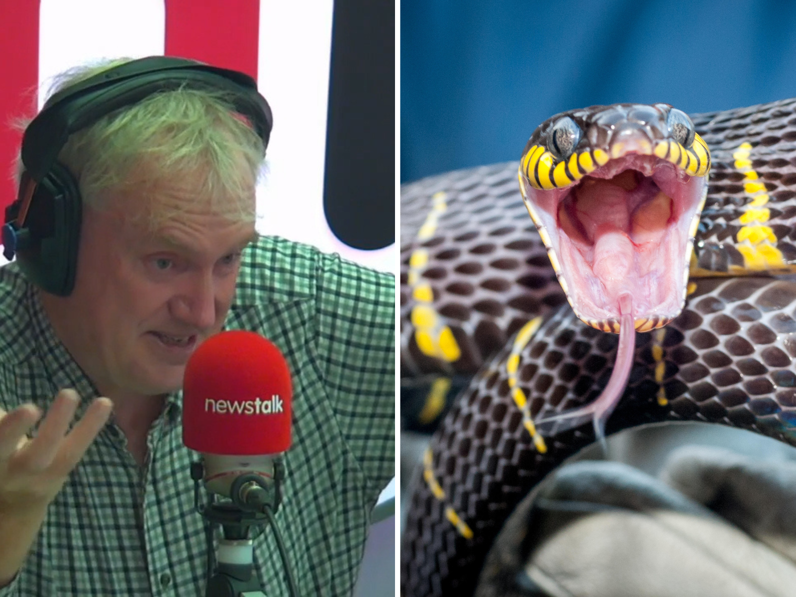 Luke O’Neill: The Science of Snake Bites