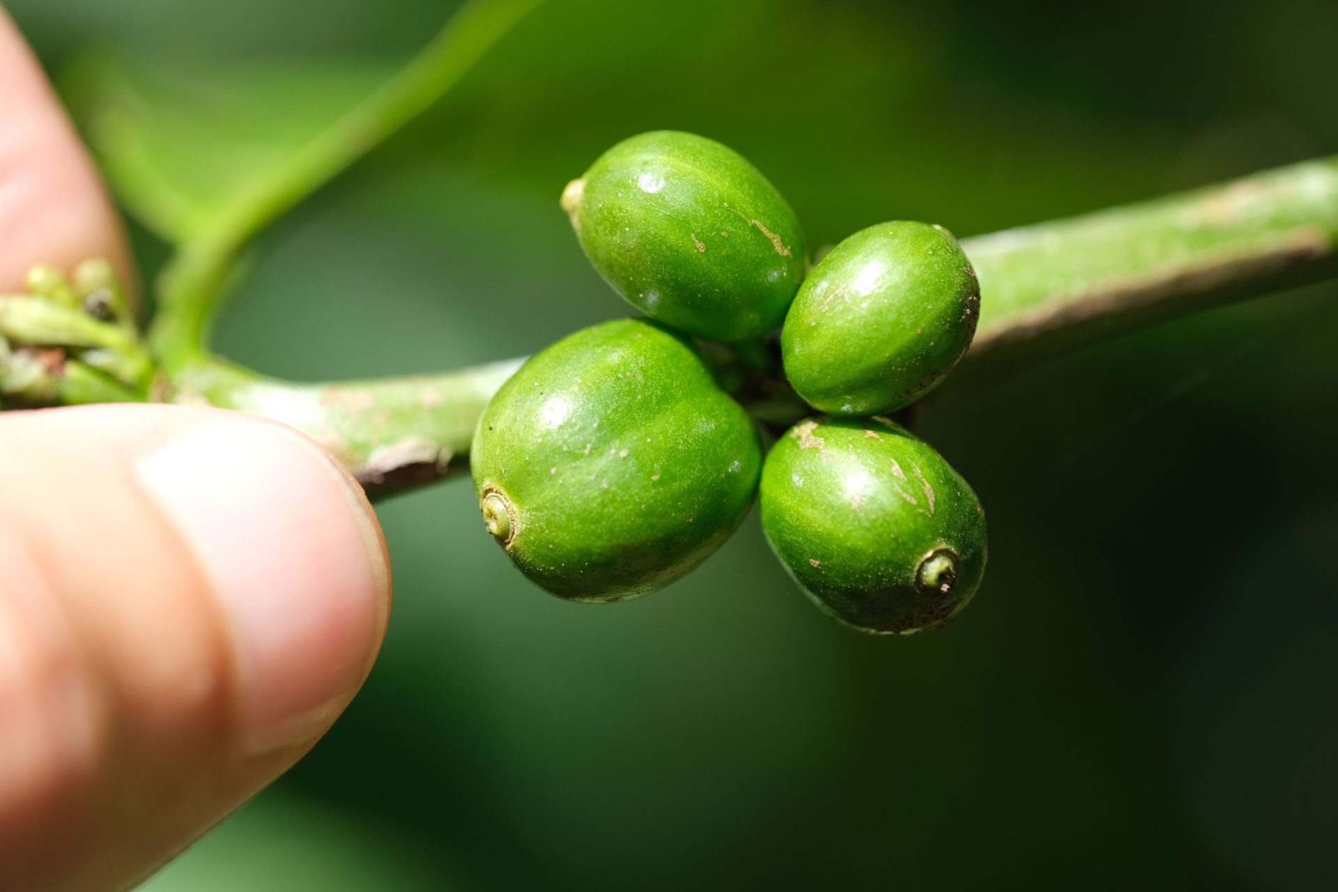 Coffee berries.