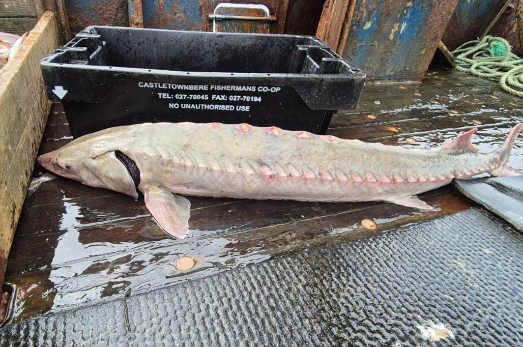 The sturgeon caught off the coast of Kerry.