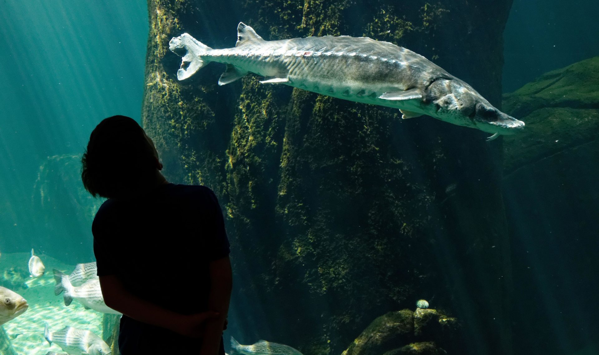 A silhouette of a young boy (9 yr old) looking at a sturgeon in an aquarium. 