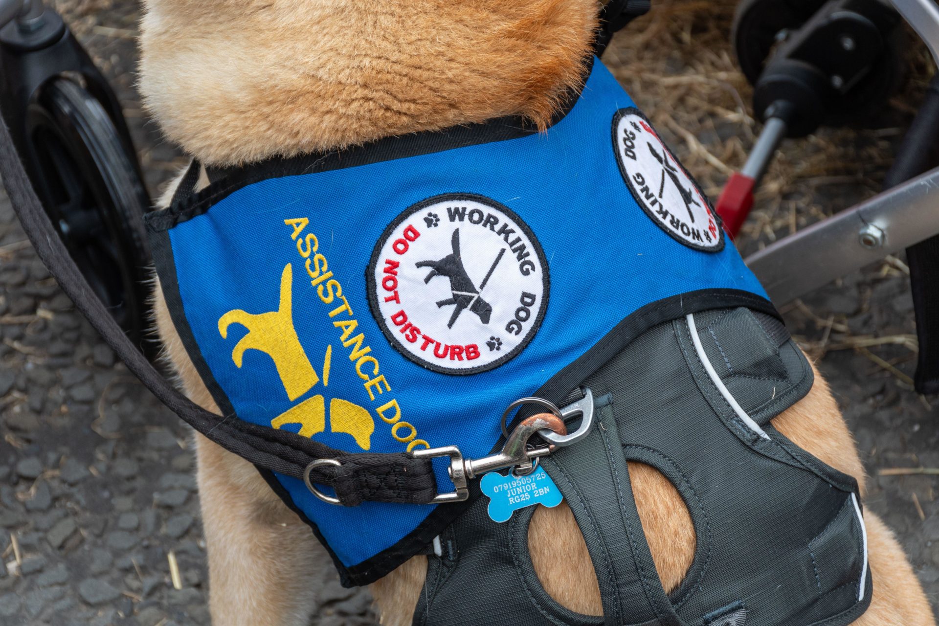 Assistance dog wearing vest or harness with patch reading working dog do not disturb.