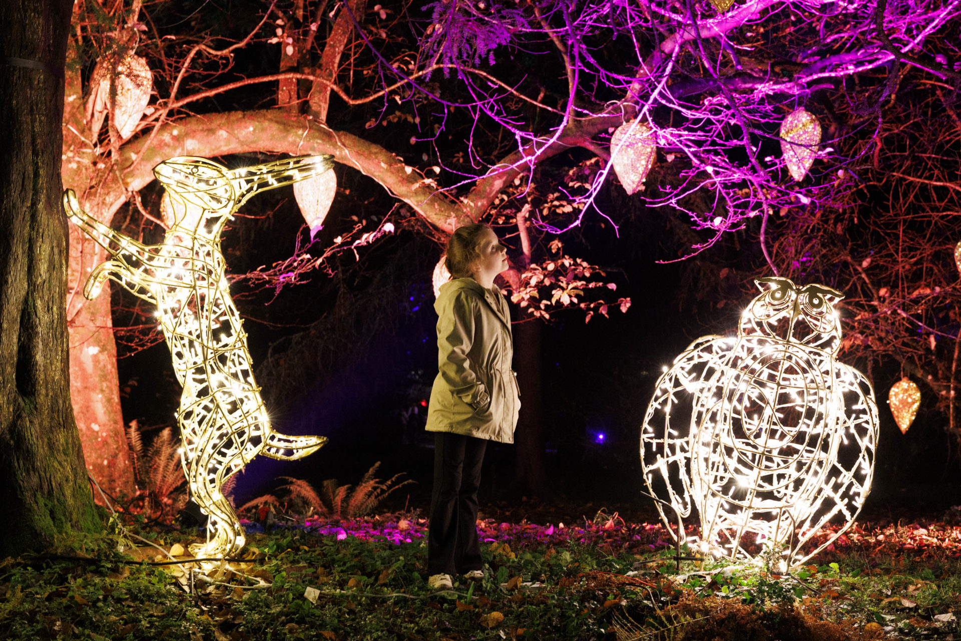 Ireland’s nights will glow brighter than ever as Wonderlights, brought to life by Follow Fox ...