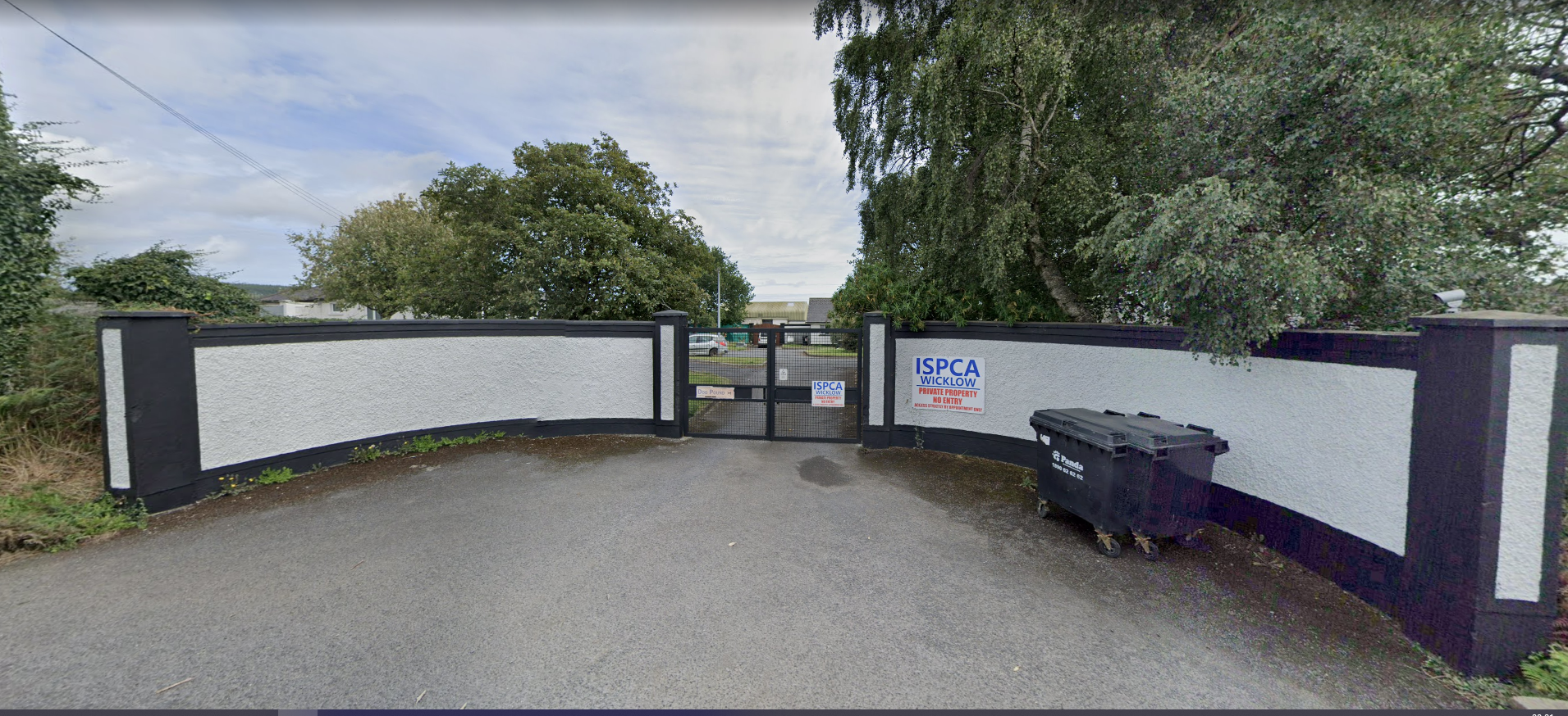 The charity says the female sighthound had just been neutered that day and was likely in a lot of pain and on medication.