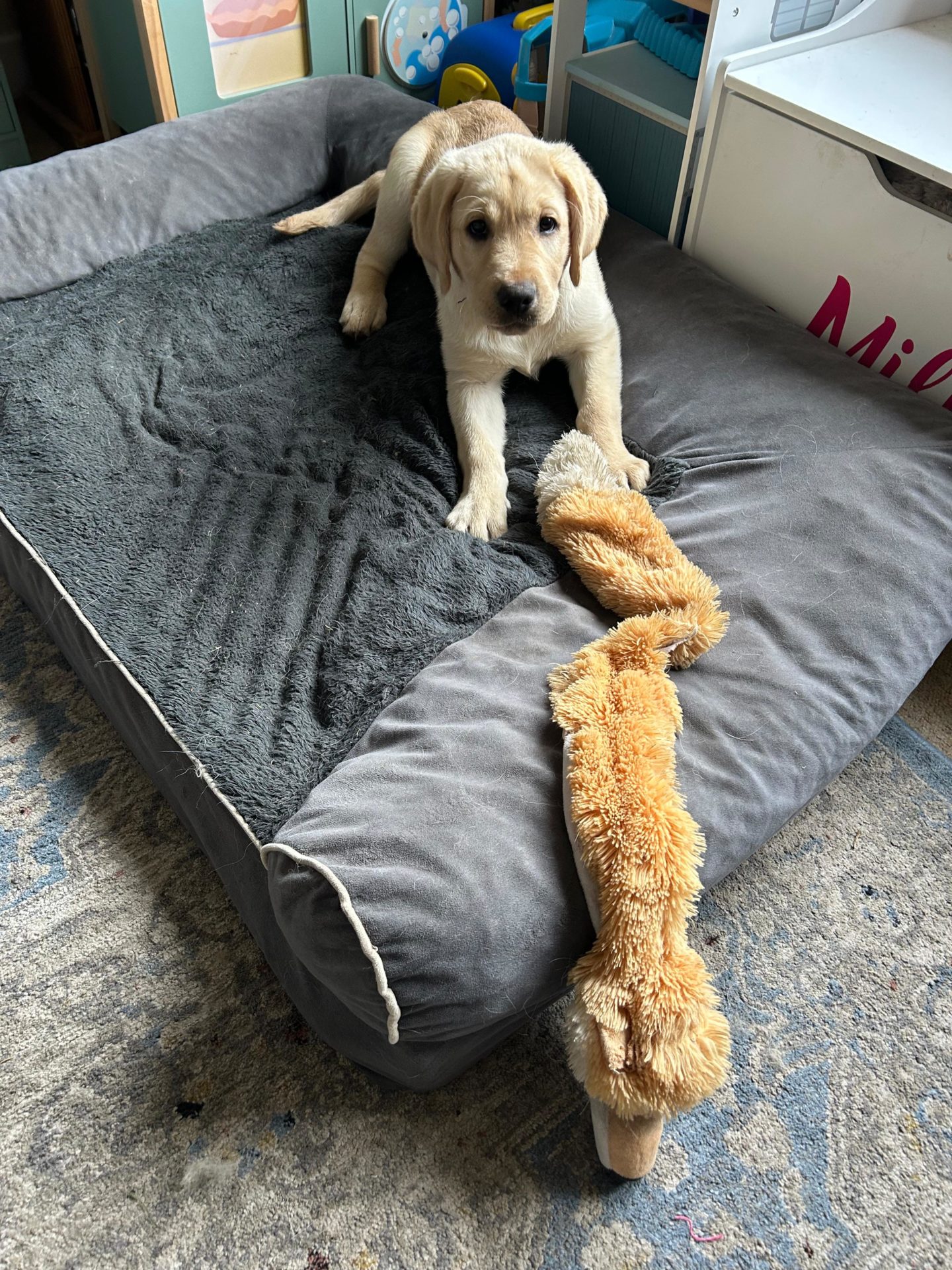 Irish Guide Dogs