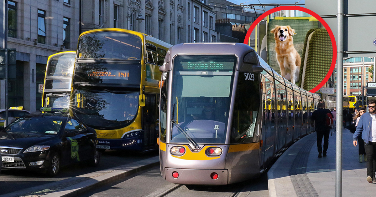 Cats And Dogs Could Soon Be Allowed On Dublin Buses And Trams Under New Rules