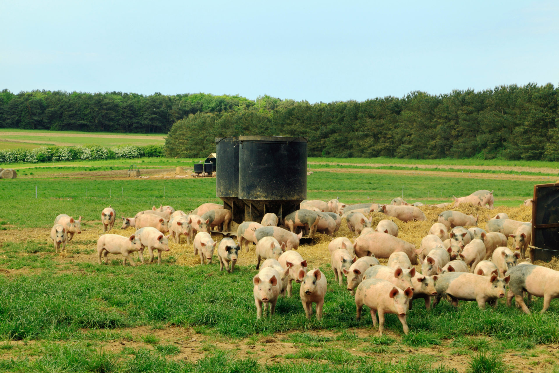 MPEP2K Pig farm, open field reared pigs, Norfolk, England UK