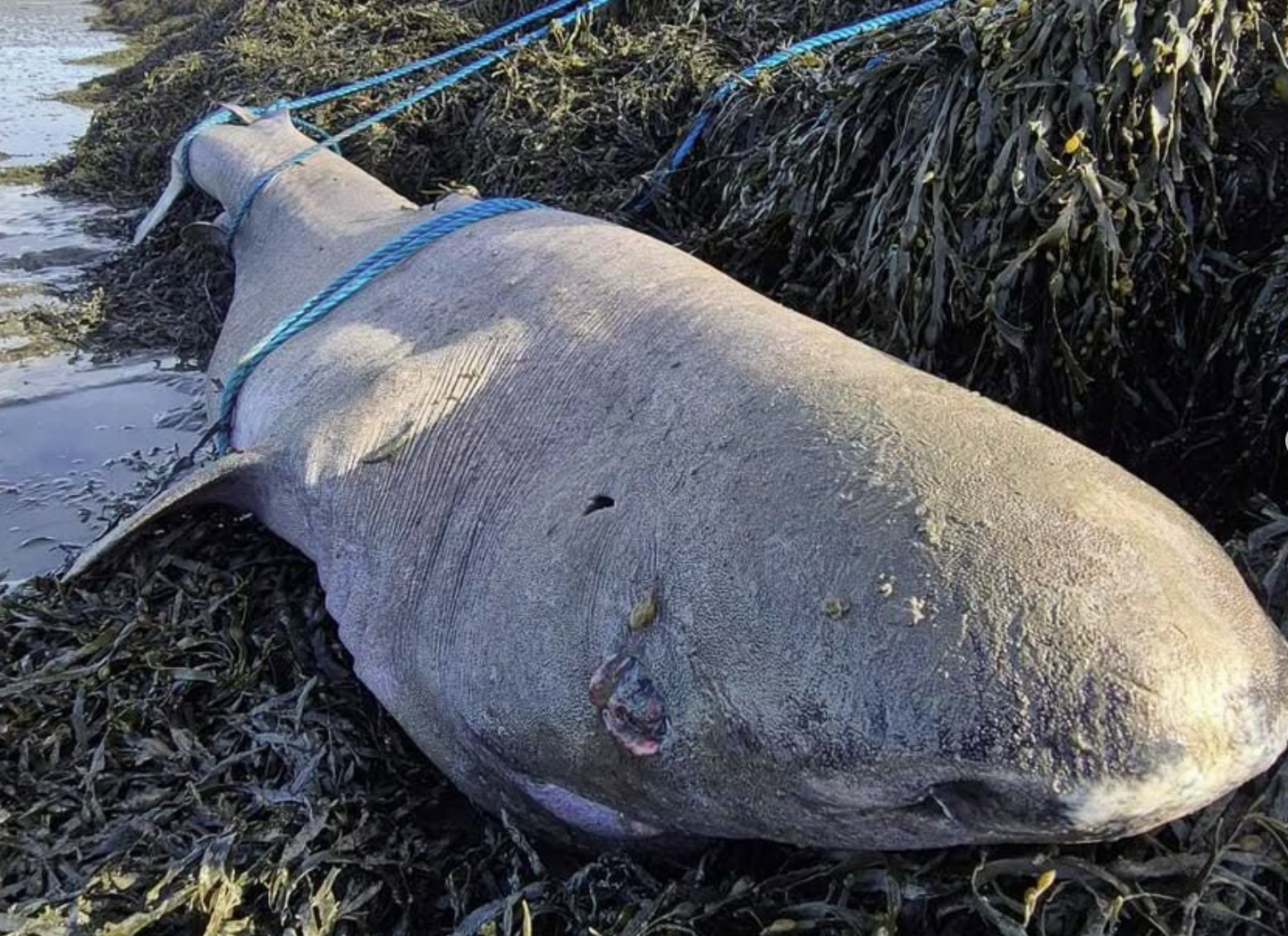 Greenlandic shark on Sligo coast 'poisonous' and can live 500 years