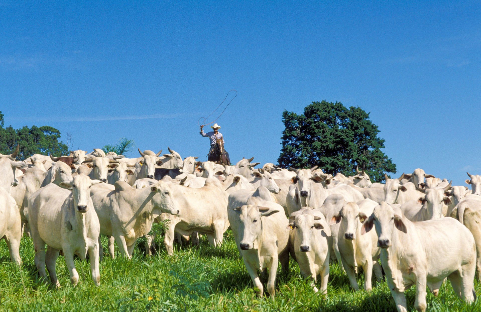 2SYDF7E Brazil, in the state of Sao Paulo, cows are kept on a clear-cut forest.
