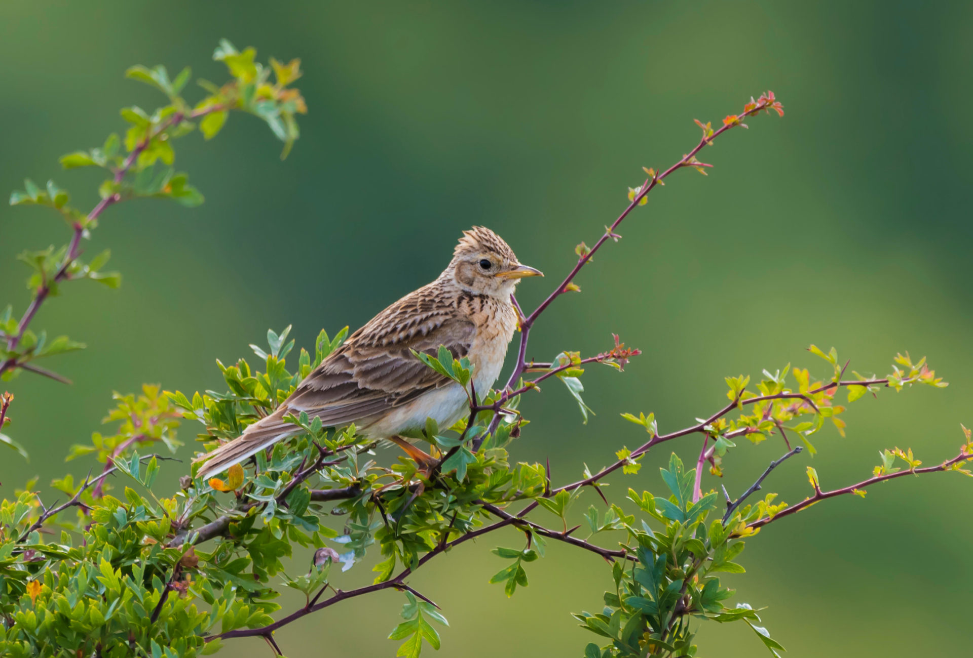 P8T712 Eurasian skylark (Alauda arvensis) perched on a branch of a small bush or tree in Summer in grassland in West Sussex, England, UK.