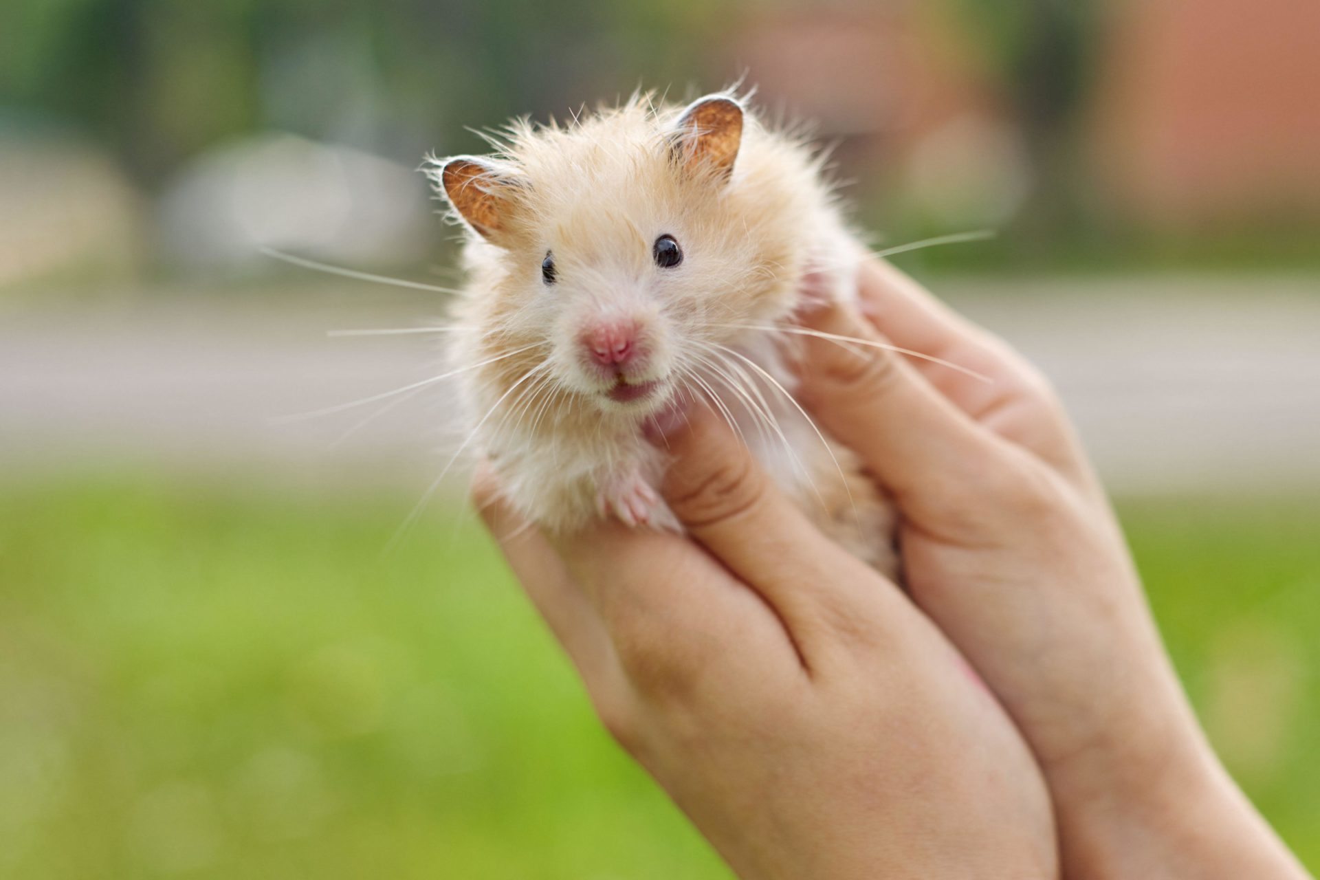 Should Irish prisoners be given hamsters as pets?