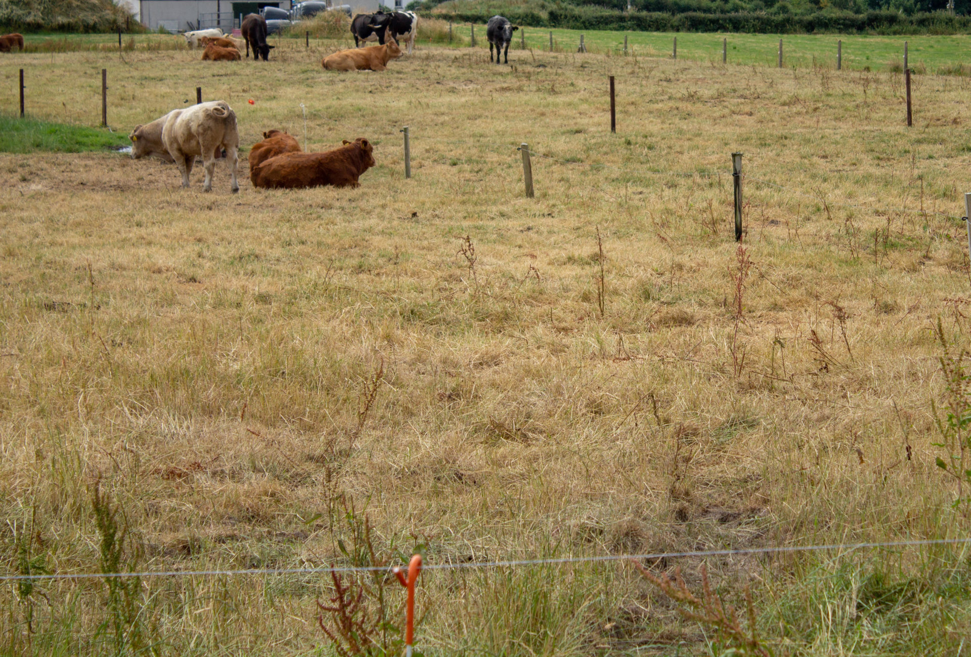 P86RMC Castlehaven, West Cork, Ireland. 10th July, 2018. As the drought continues here in West Cork farmers are desperately trying to keep their cattle fed with enough grass. The fields are burnt bare and the grass is not growing after the first cut of silage has been taken of. That silage would be winter feed but is having to be fed to cattle now to make up for the lack of fodder, so the farmers are eating into their feed stocks already. Credit: aphperspective/Alamy Live News