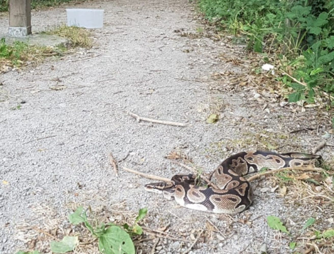 Unwanted Snakes, Stowaway Lizards And A Stray Scorpion Have All Been