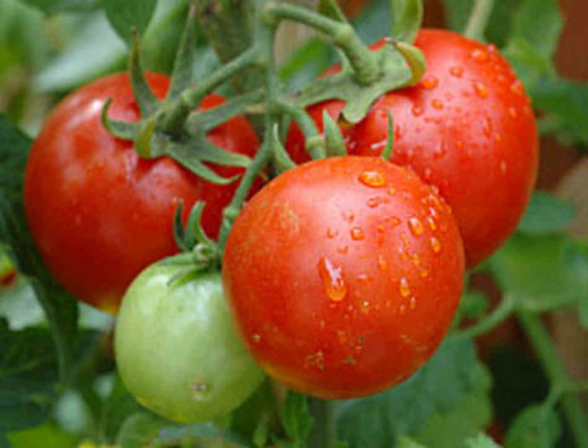 Food Slot: The Irish Tomato - Friend or Foe? Food Slot: The Irish Tomato - Friend or Foe?