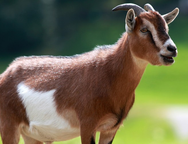 FOOD: Cooking with goat meat FOOD: Cooking with goat meat