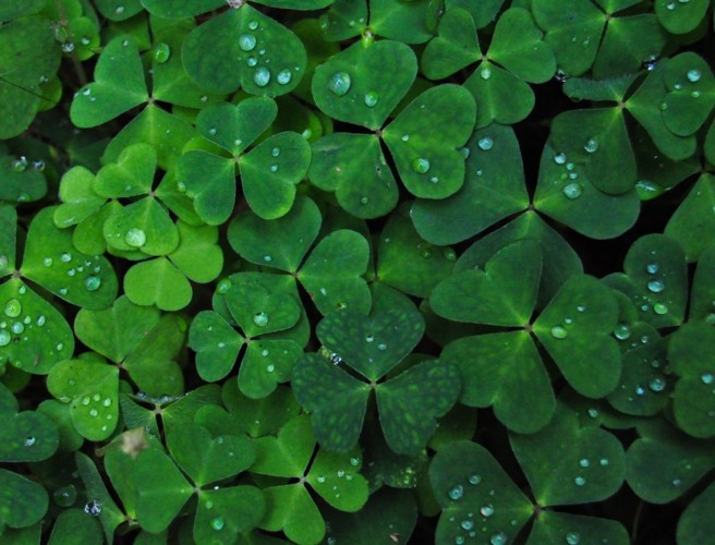 What Does St. Patrick's Day Really Mean To The Irish?